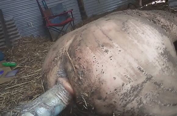 Hot Dirty Farmboy: Rugged Gay Action in the Barn